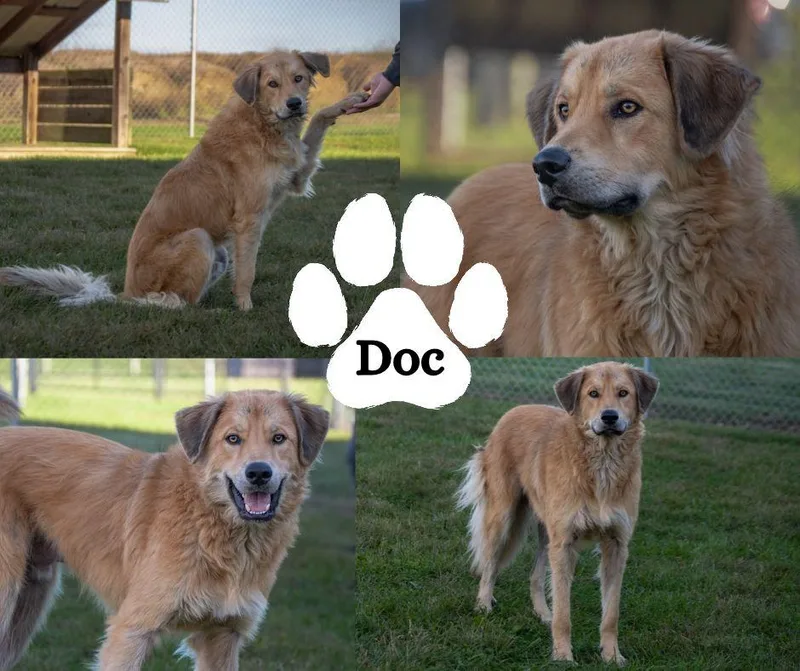 A young large-sized male Shepherd dog named Doc for adoption in Winchester, KY