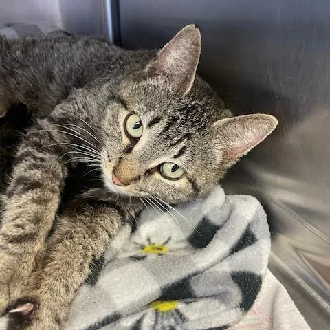 An adult medium-sized female Brown / Chocolate Domestic Short Hair cat named Snow White for adoption in Pasadena , MD