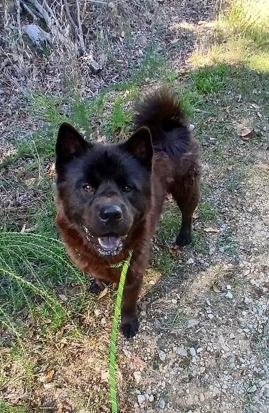 An adult medium-sized male Black Chow Chow dog named Koda for adoption in Pegram, TN