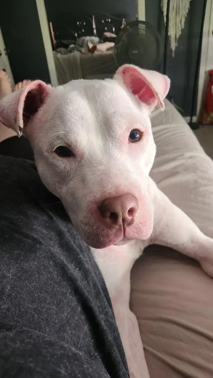 An adult medium-sized female Mixed Breed dog named Norella for adoption in Chamblee, GA