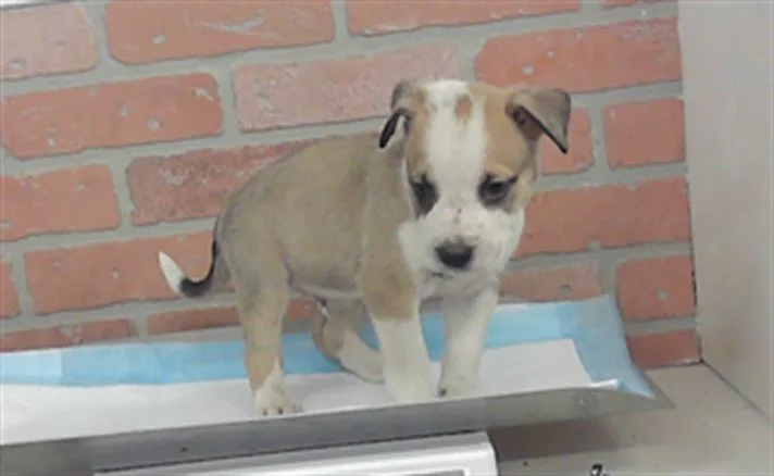 A baby small-sized male American Staffordshire Terrier dog named Diesel for adoption in Houston, TX