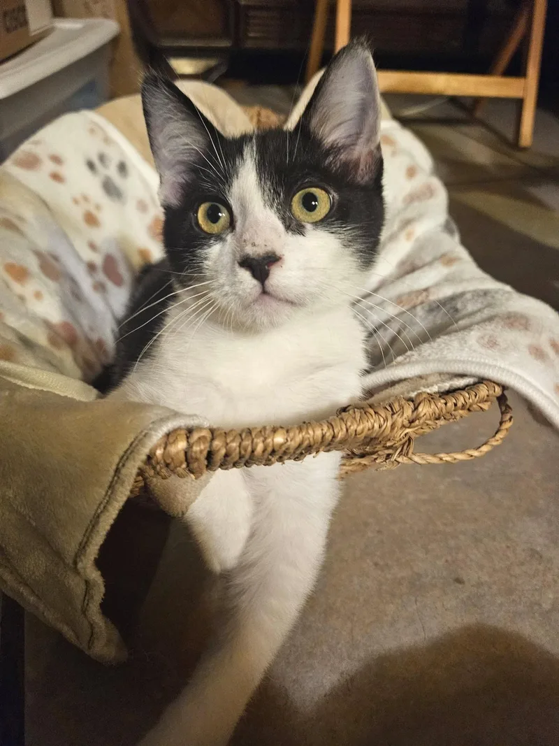 A baby small-sized male Black Domestic Short Hair cat named Minnow for adoption in Mesa, AZ