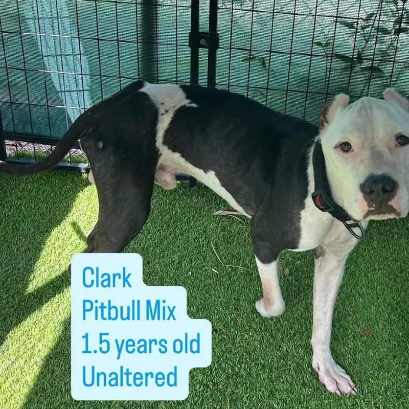 A young medium-sized male Black Pit Bull Terrier dog named Clark for adoption in Tampa, FL