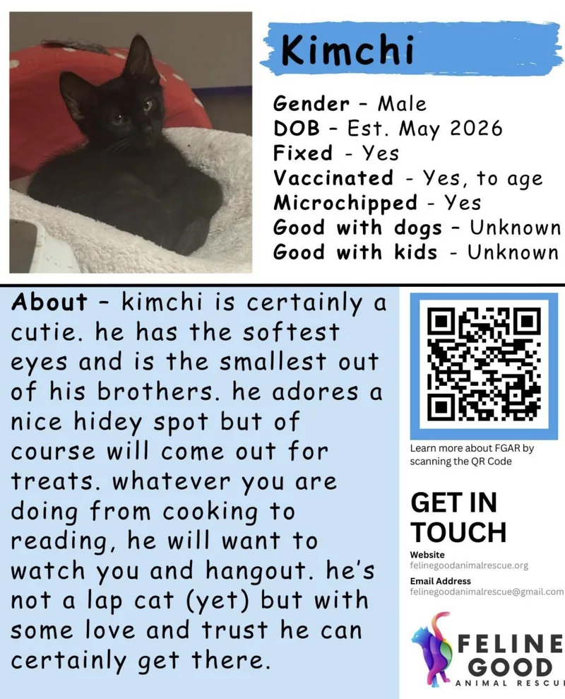 A baby medium-sized male Black Domestic Short Hair cat named Kimchi for adoption in Eugene, OR