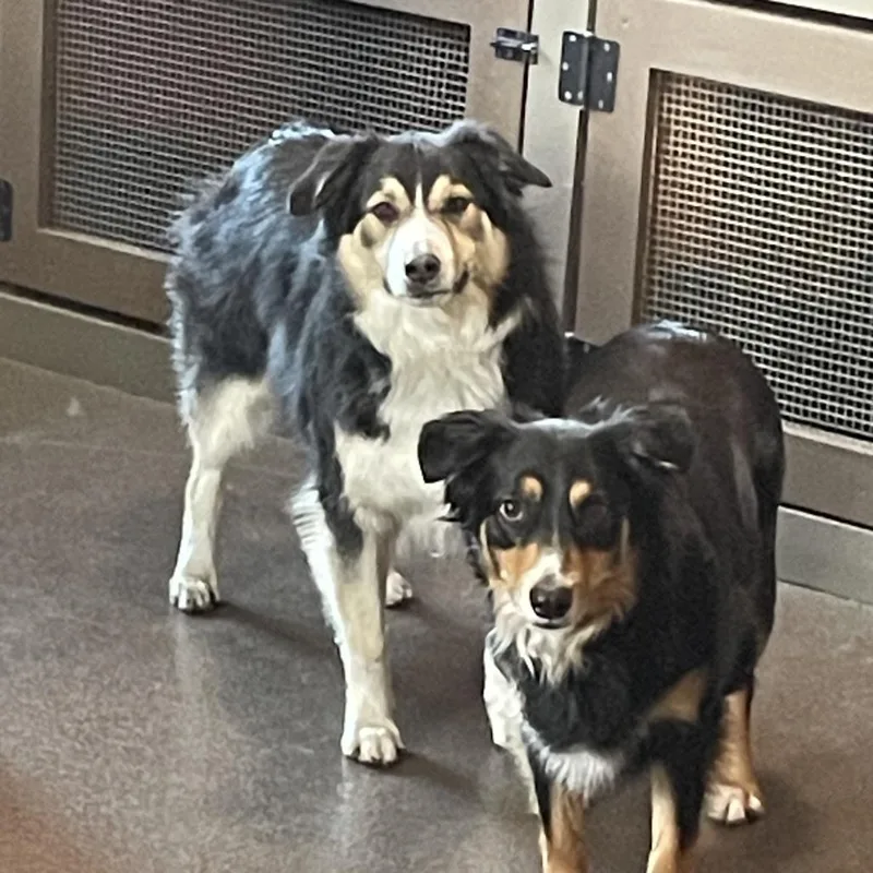 Tuffy  Home To thumbnail 3