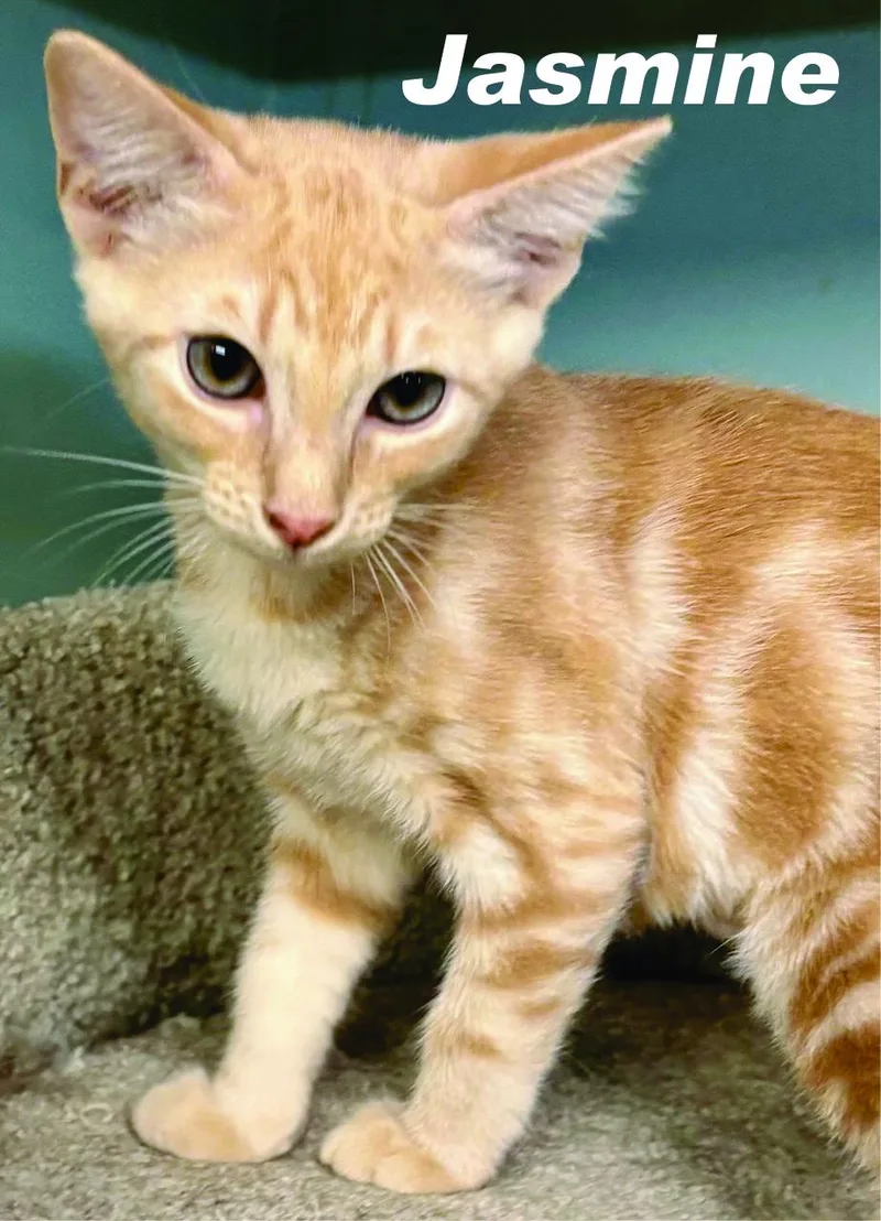 A baby medium-sized male Orange & White Domestic Short Hair cat named Jules & Jasmine Bonded for adoption in Houston, TX