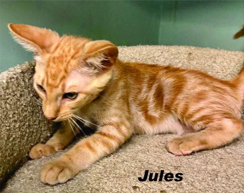 Jules & Jasmine Bonded thumbnail 2