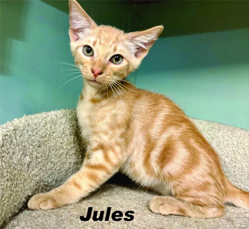 Jules & Jasmine Bonded thumbnail 4