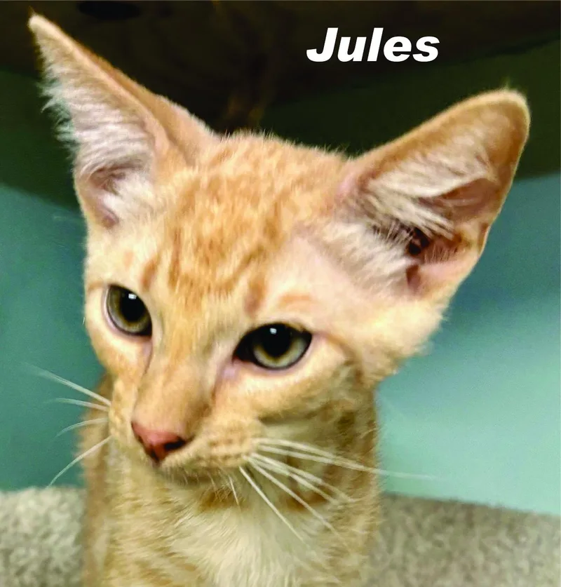 Jules & Jasmine Bonded thumbnail 5
