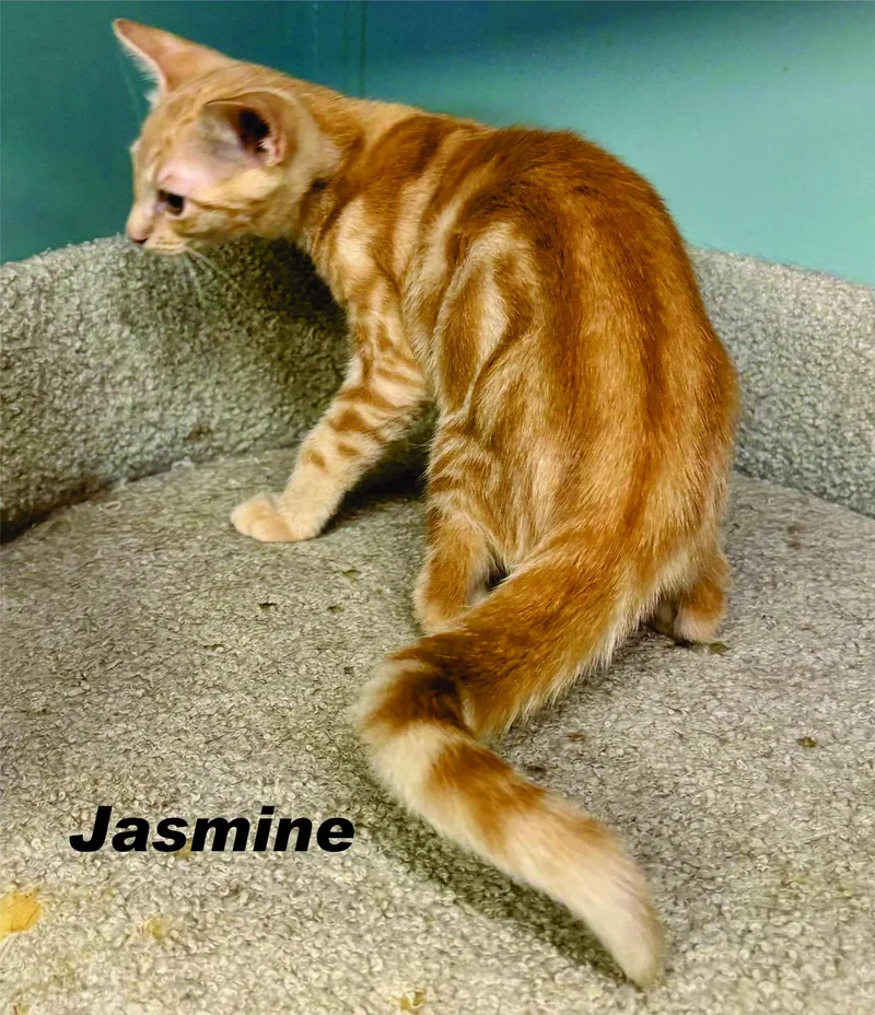 Jules & Jasmine Bonded thumbnail 6