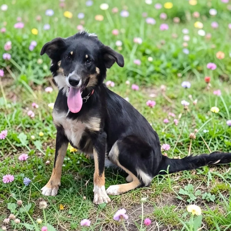 A young small-sized female Black Australian Shepherd dog named Mandy for adoption in Floresville, TX