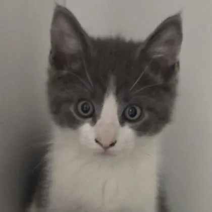 A baby small-sized male Domestic Short Hair cat named Flash for adoption in Voorhees, NJ