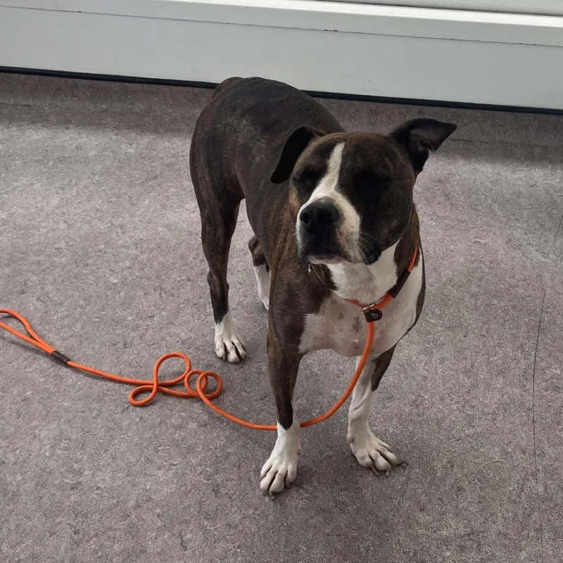 Roscoe