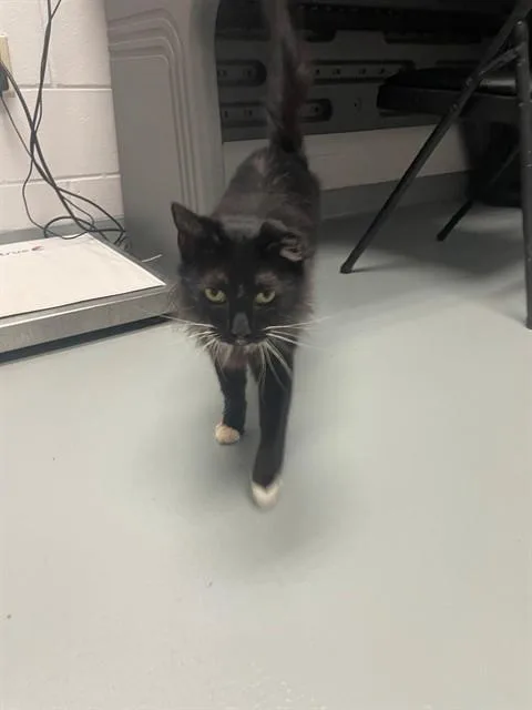 An adult small-sized male Domestic Medium Hair cat named Corza for adoption in Saint Cloud, FL