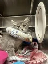 A young medium-sized female Domestic Medium Hair cat named Nevaeh for adoption in Manitowoc, WI