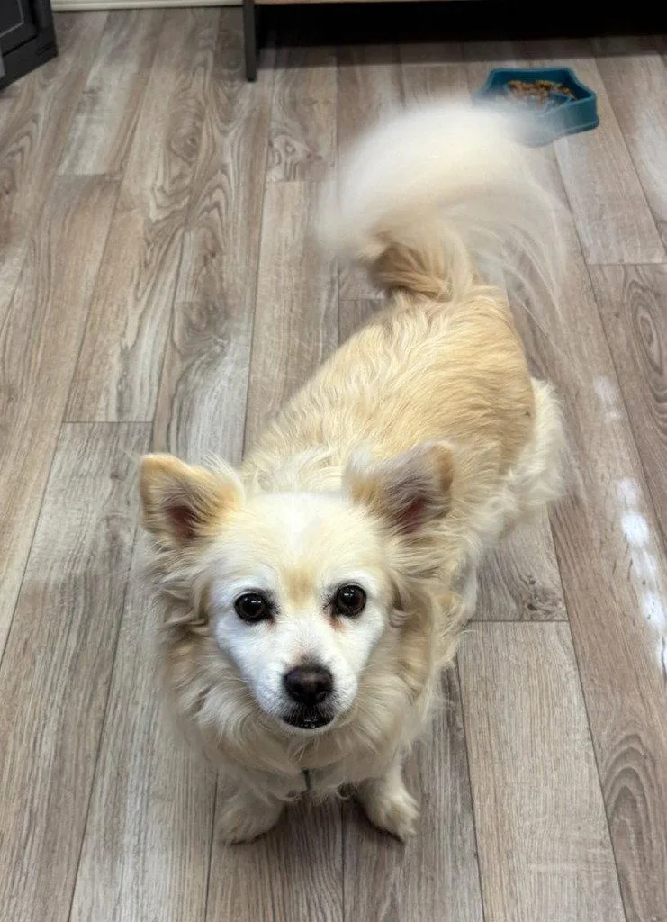 A senior small-sized female American Eskimo Dog dog named Onika for adoption in Battle Ground, WA