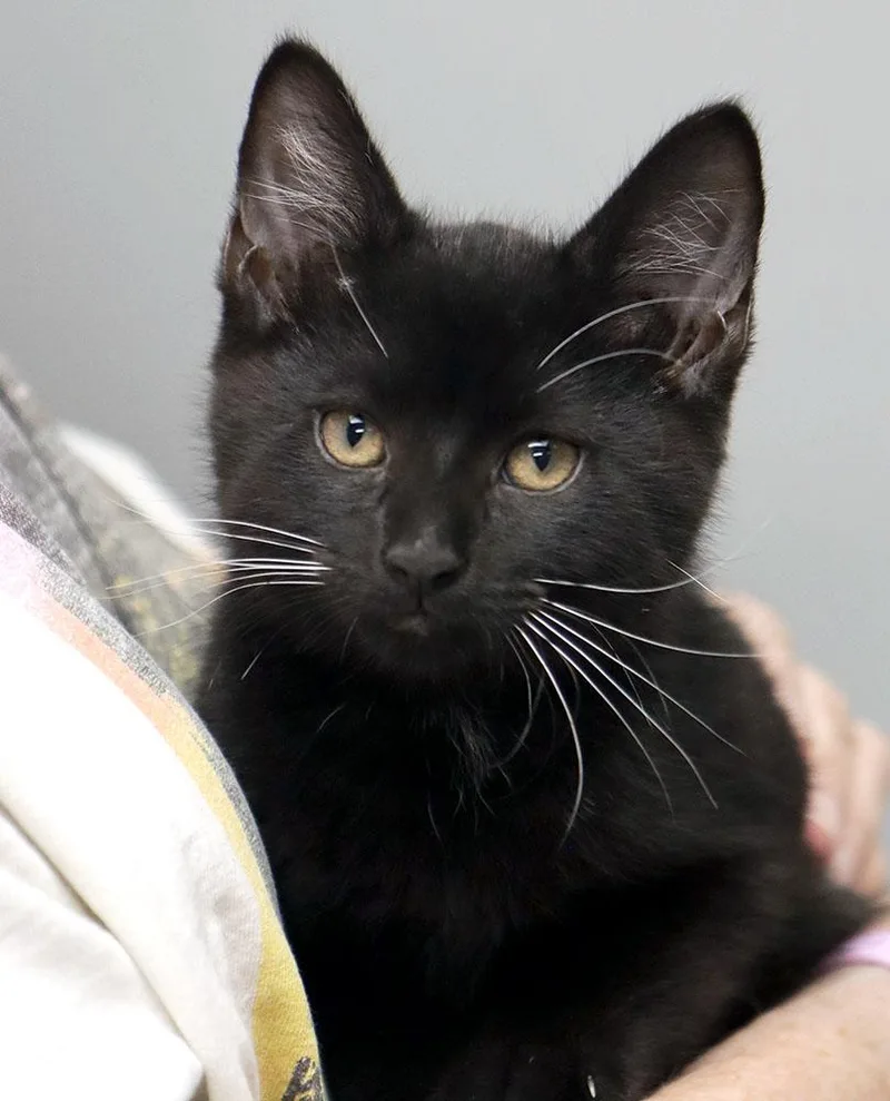 A baby medium-sized male Black Domestic Medium Hair cat named Donnie for adoption in Kansas City, KS