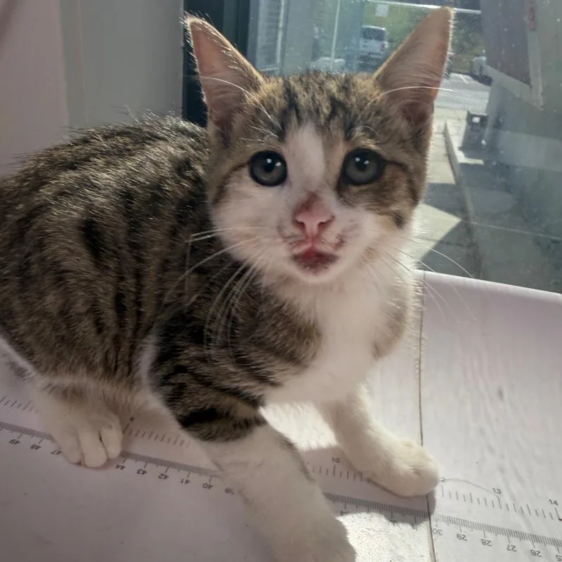A baby small-sized male White Domestic Short Hair cat named Matty for adoption in Columbiana, AL