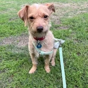 A young small-sized male Yellow / Tan / Blond / Fawn Border Terrier dog named Sunrise for adoption in Van Nuys, CA