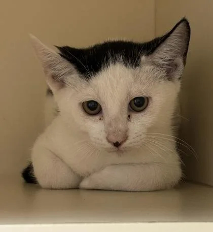 A baby small-sized male Domestic Short Hair cat named Clarence Sun for adoption in Chamblee, GA