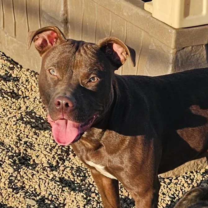 Chocolate Muffin thumbnail 2