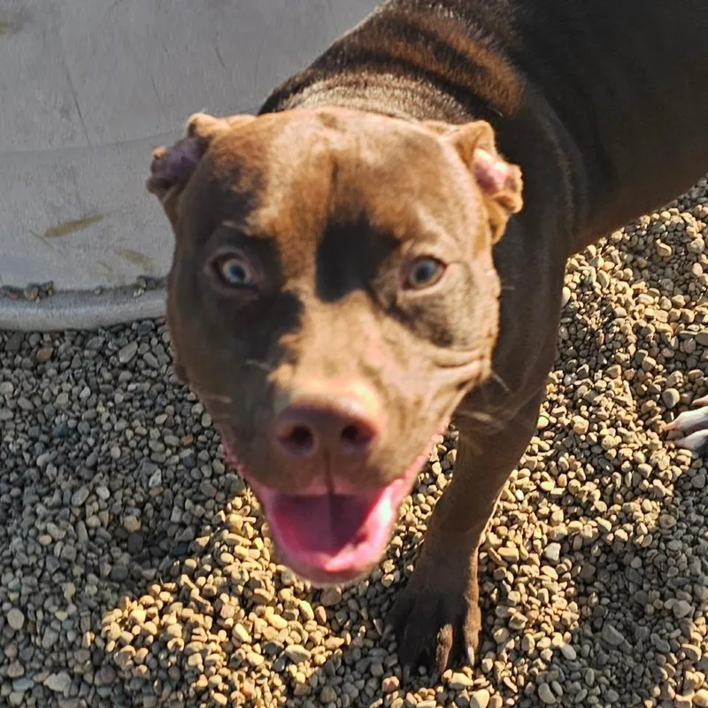 Chocolate Muffin thumbnail 3