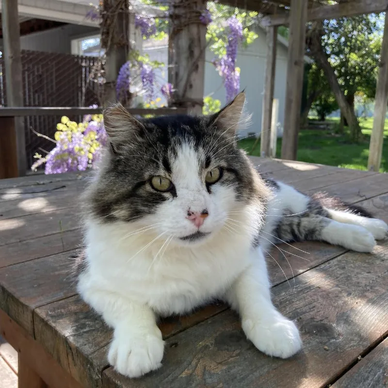 An adult large-sized male White Domestic Long Hair cat named Fozzie for adoption in Morgan Hill, CA