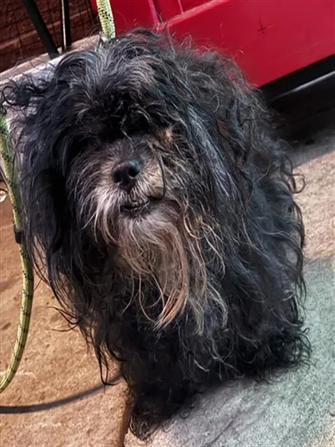 A senior small-sized female Havanese dog named Sassy for adoption in Upper Marlboro, MD