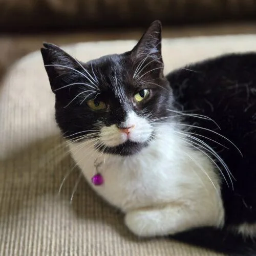 An adult medium-sized female Domestic Short Hair cat named Tate for adoption in Tipp City, OH