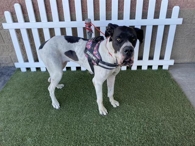 An adult large-sized female Great Dane dog named Marley for adoption in Modesto, CA