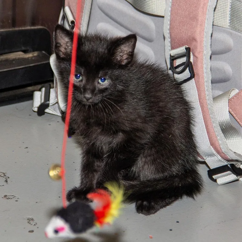 A baby small-sized male Black Domestic Short Hair cat named Aries for adoption in Wichita, KS