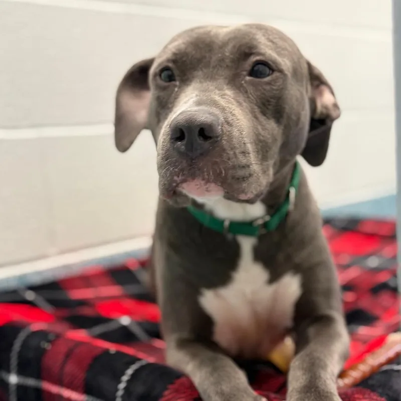 An adult medium-sized female Gray / Blue / Silver Pit Bull Terrier dog named Eloise for adoption in Greensboro, NC