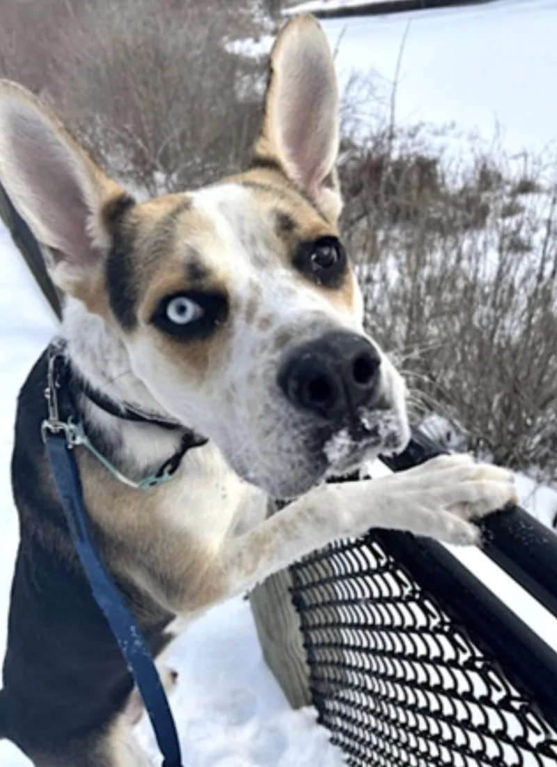 A young large-sized male Tricolor (Brown, Black, & White) German Shepherd Dog dog named Norman for adoption in Amherst, MA