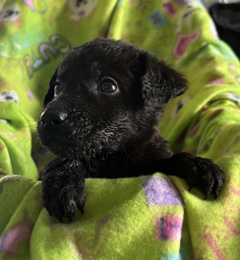 A baby medium-sized male Catahoula Leopard Dog dog named Bud for adoption in GREENVILLE, NC