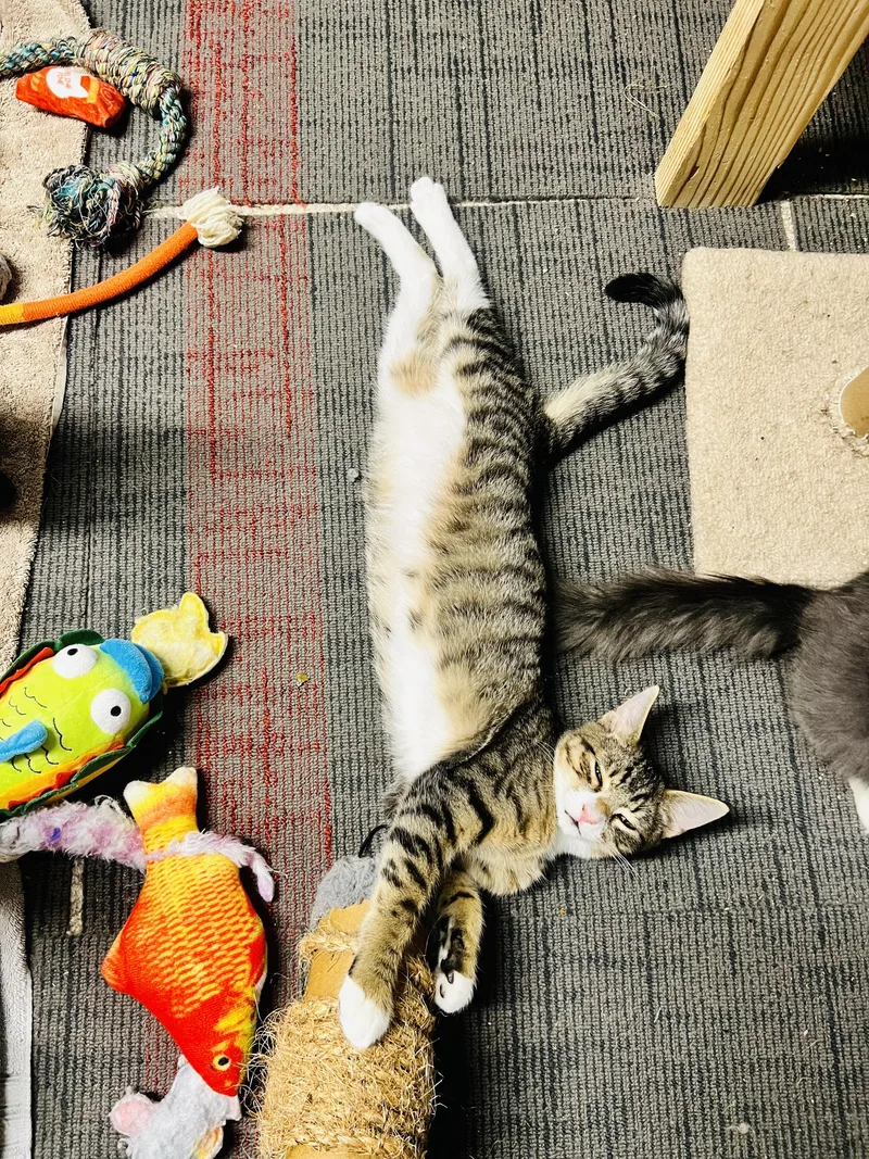 A baby medium-sized male Tabby (Buff / Tan / Fawn) American Shorthair cat named Woody The Coolandloyal Cowboy! for adoption in The Dalles, OR