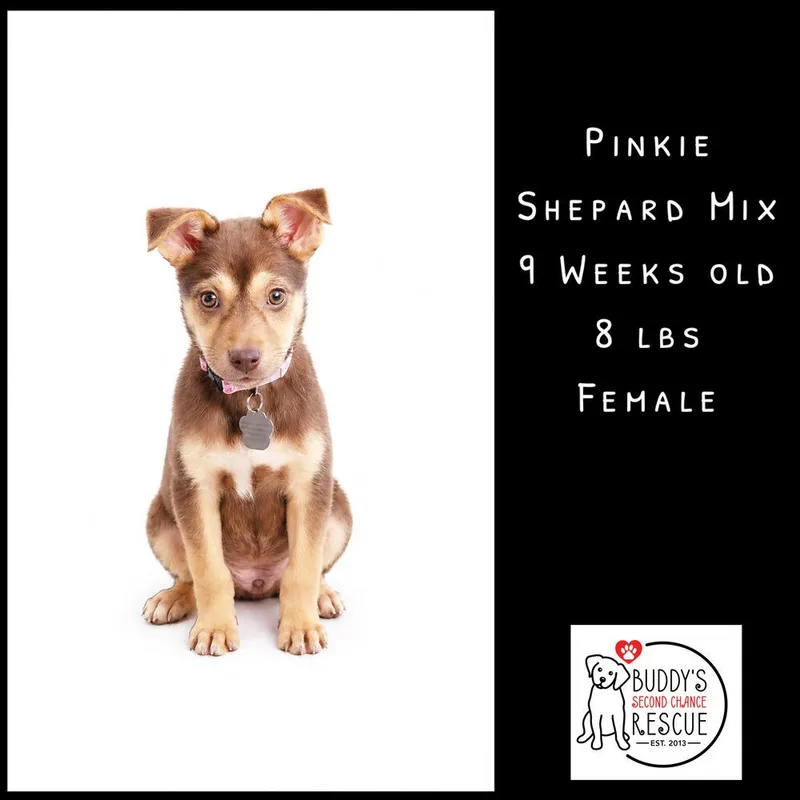 Pinkie thumbnail 4