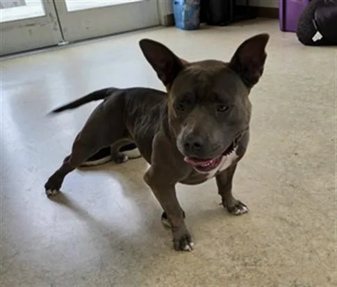 An adult large-sized female Pit Bull Terrier dog named Tootsie for adoption in San Pedro, CA