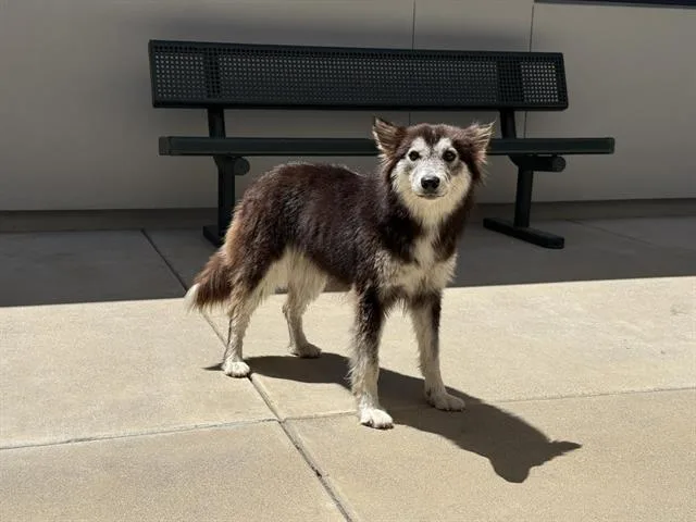 A young medium-sized female Husky dog named Louise for adoption in Auburn, CA