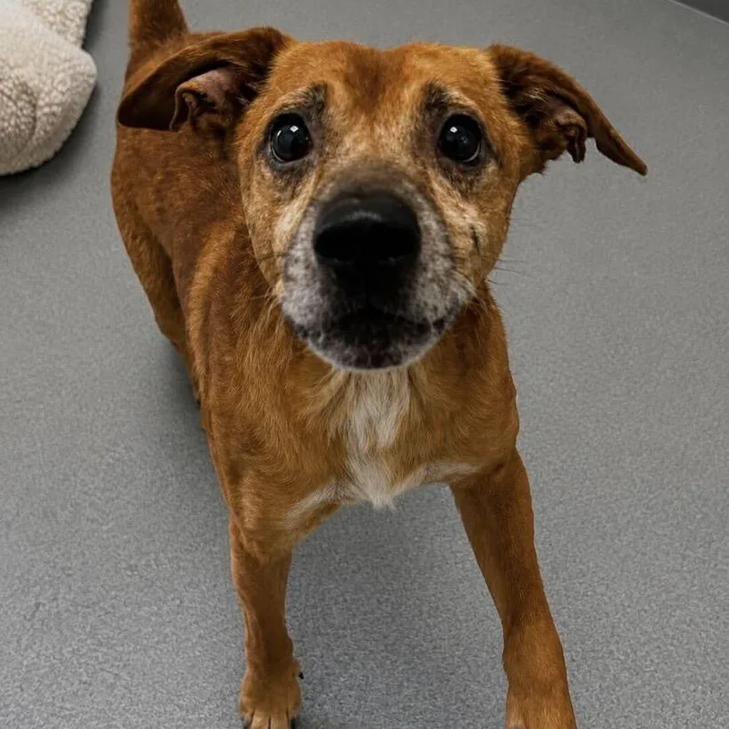 A senior medium-sized male Brown / Chocolate Feist dog named Timothy for adoption in Spruce Pine, NC