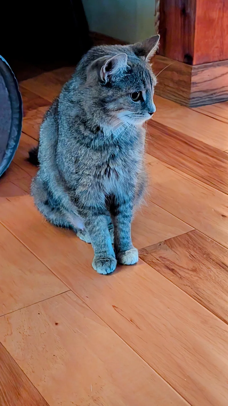 An adult medium-sized female Dilute Calico Domestic Short Hair cat named Goldilocks for adoption in Morgantown, WV