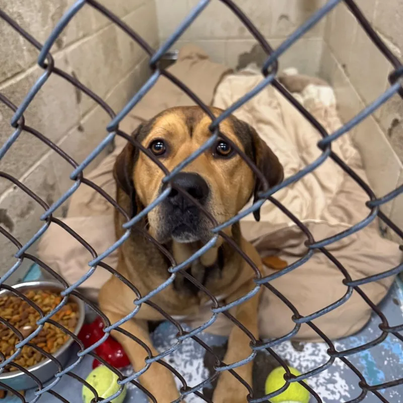 An adult large-sized male Apricot / Beige Mixed Breed dog named Little Foot for adoption in Charleston, WV