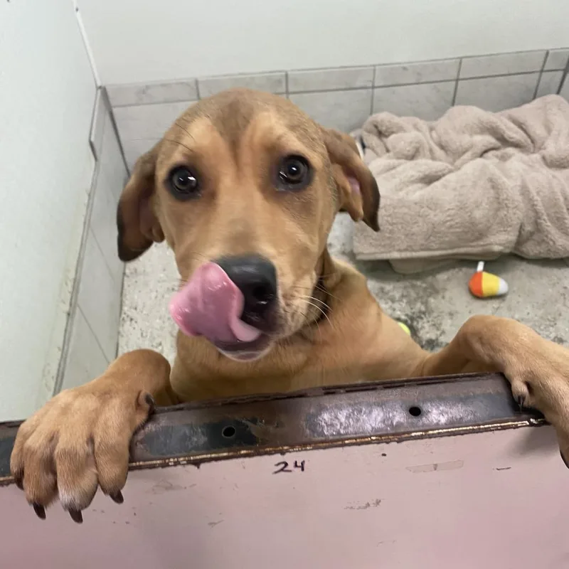 Little Foot thumbnail 3