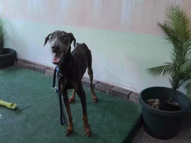 A young medium-sized female Doberman Pinscher dog named A for adoption in Baldwin Park, CA