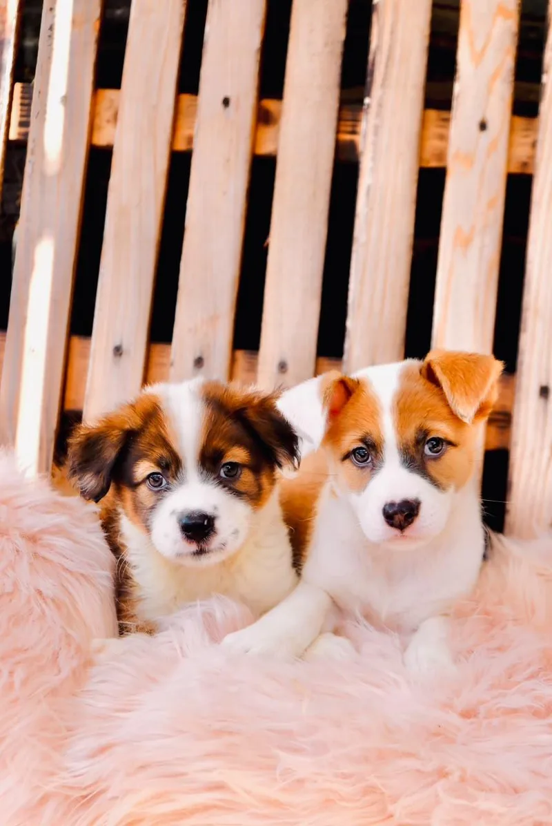 A baby large-sized female Bernese Mountain Dog dog named Lillian for adoption in San Diego, CA