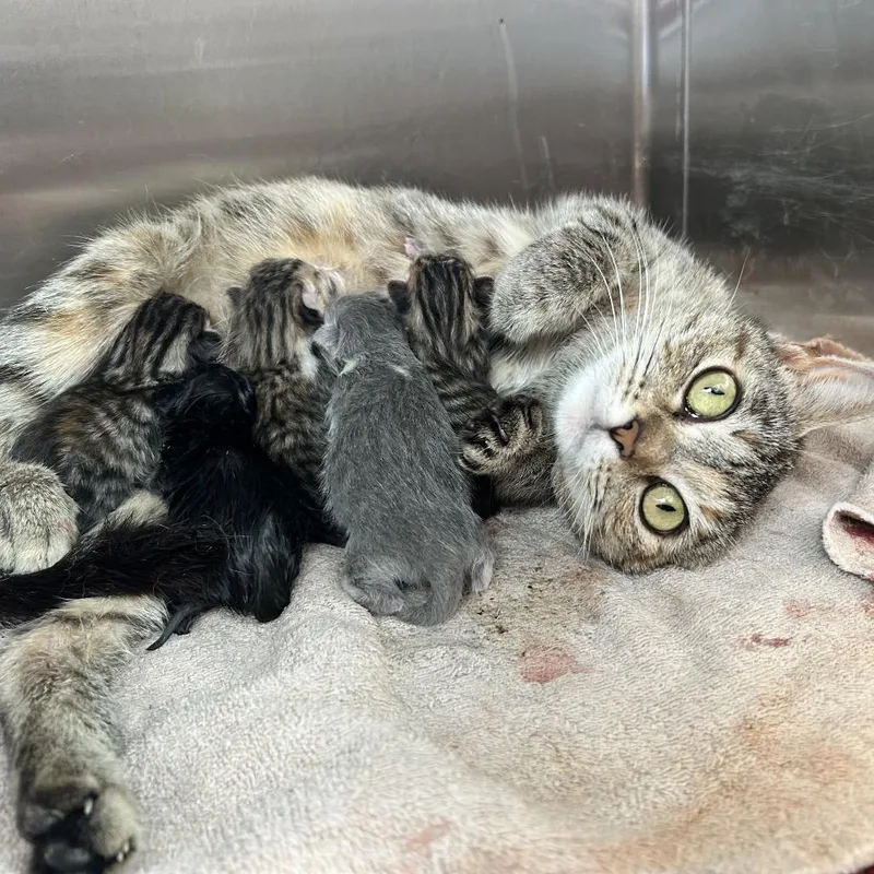 A baby small-sized male Gray / Blue / Silver Domestic Short Hair cat named Reno for adoption in Madisonville, TN