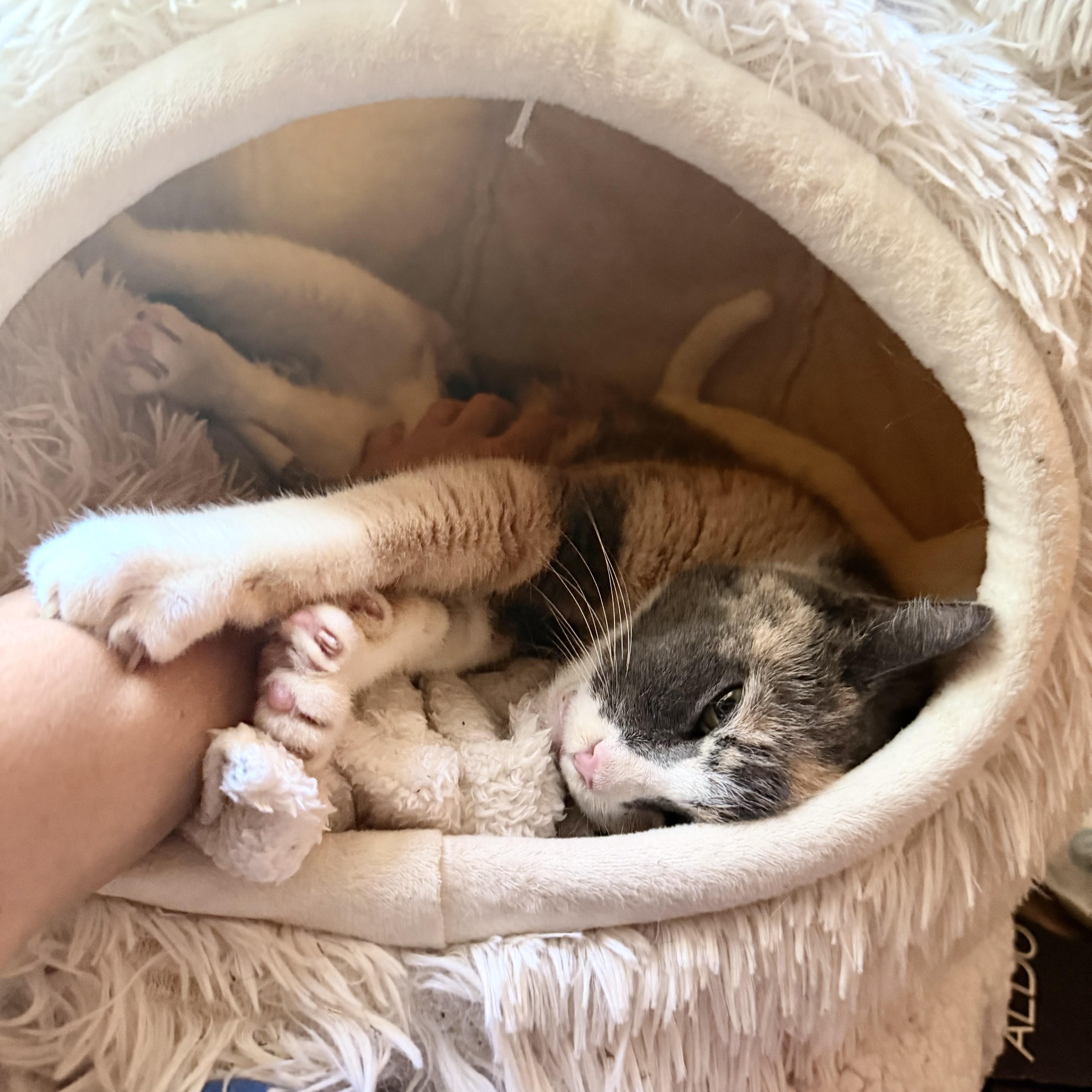 An adult medium-sized female Dilute Tortoiseshell cat named Venus for adoption in New York, NY
