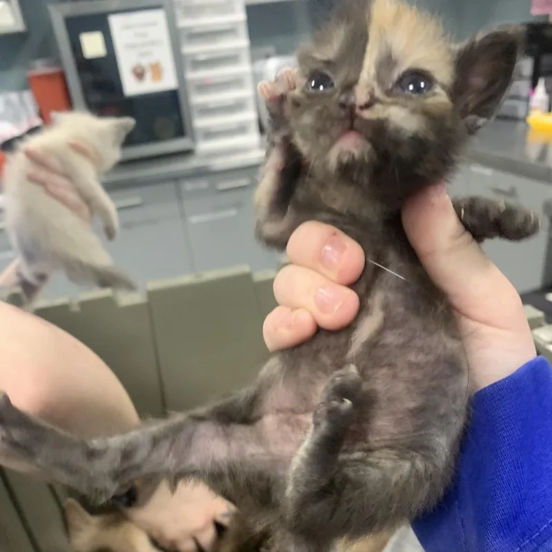 A baby small-sized female Tortoiseshell Domestic Short Hair cat named Crossword for adoption in Greensboro, NC