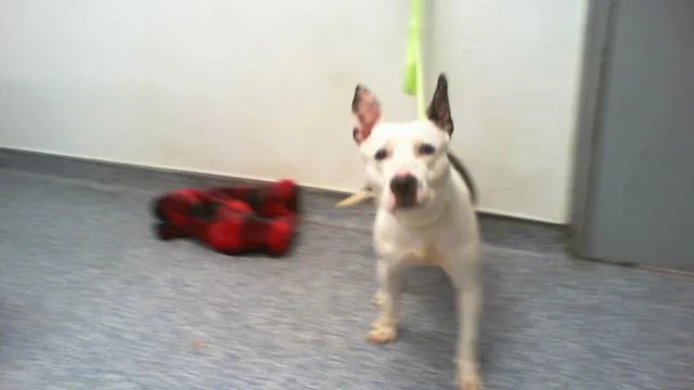 An adult medium-sized female Pit Bull Terrier dog named Miss Phoebe for adoption in Charlotte, NC