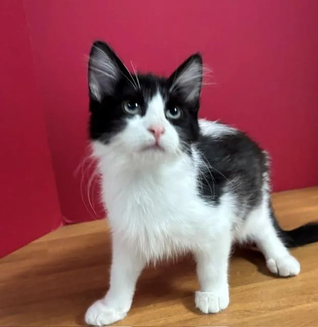A baby medium-sized male Black & White / Tuxedo Domestic Short Hair cat named Grapefruit for adoption in Hawk Point, MO