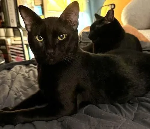 A young large-sized male Black Domestic Short Hair cat named Noodle for adoption in Tampa, FL